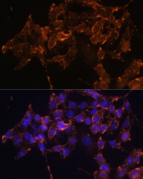 PTGS1 Antibody