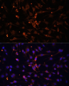 PRKAA2 Antibody