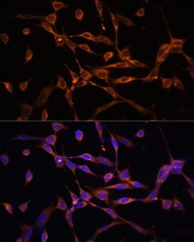 PRKAA2 Antibody