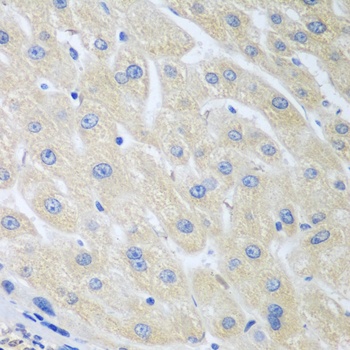 PON1 Antibody