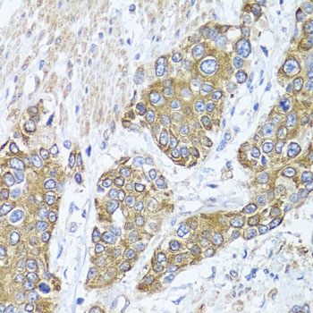 PEX14 Antibody