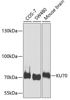 XRCC6 Antibody