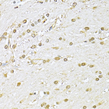 XRCC6 Antibody
