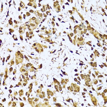 XRCC6 Antibody