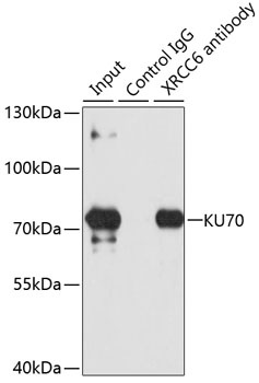 XRCC6 Antibody