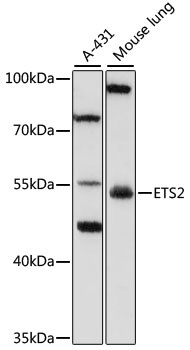ETS2 Antibody