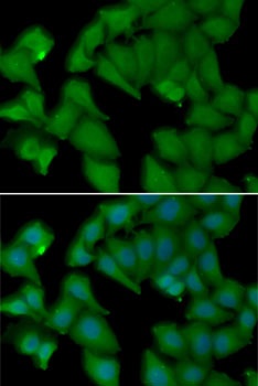 HBA1 Antibody