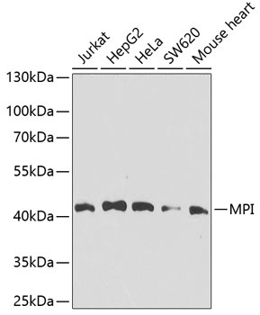 MPI Antibody