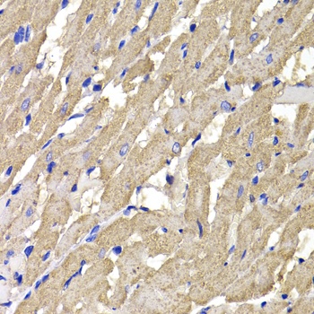MPI Antibody