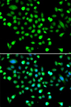 PRKAG1 Antibody