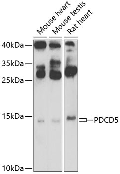 PDCD5 Antibody