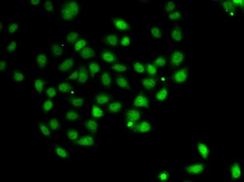 PDCD5 Antibody