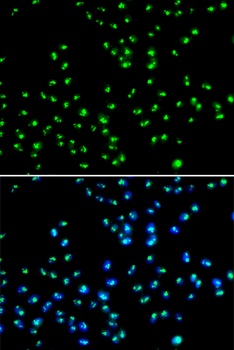 NAT10 Antibody