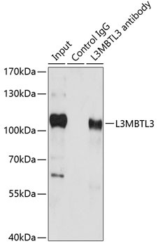L3MBTL3 Antibody