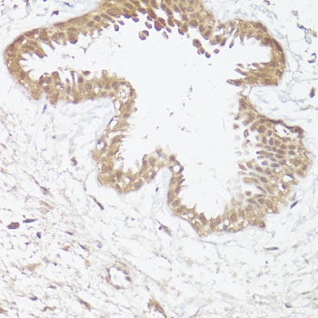 GRM4 Antibody