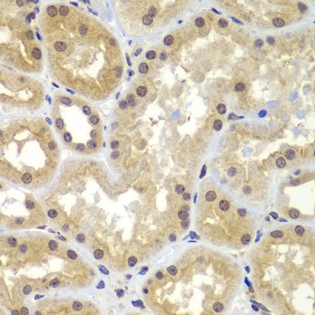 CEBPG Antibody