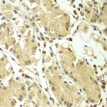 BCAS3 Antibody