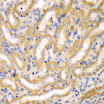 BCAS3 Antibody