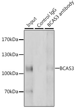 BCAS3 Antibody