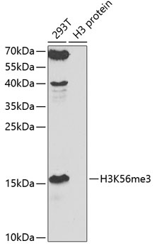 TriMethyl-Histone H3-K56 pAb