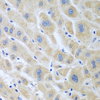 BLVRB Antibody