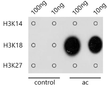 H3K18ac Antibody