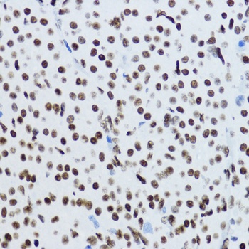 Acetyl-Histone H3-K9 pAb