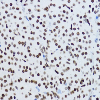 H3K9ac Antibody