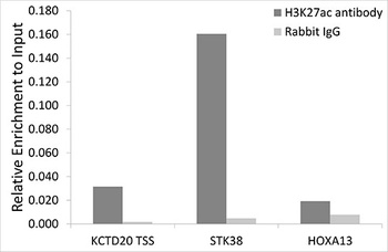 Acetyl-Histone H3-K9 pAb