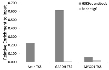Acetyl-Histone H3-K9 pAb