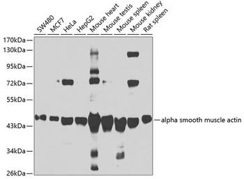 ACTA2 Antibody