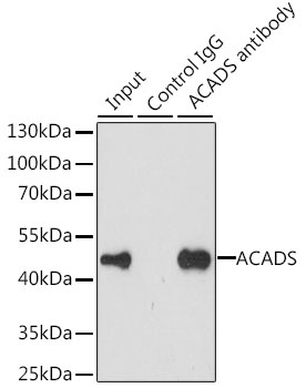 ACADS Antibody