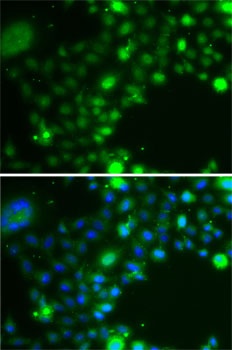 UBE2Z Antibody