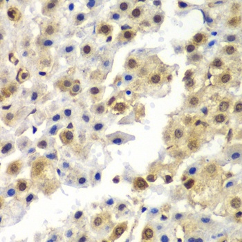 SYNCRIP Antibody