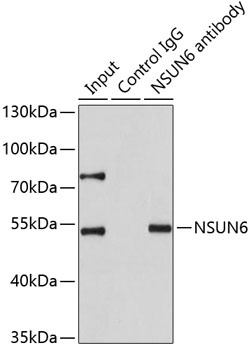 NSUN6 Antibody