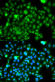N6AMT1 Antibody