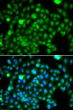 N6AMT1 Antibody