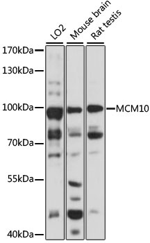 MCM10 Antibody