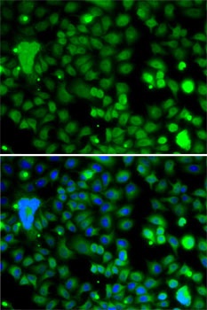 KLF9 Antibody