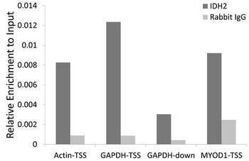 IDH2 Antibody