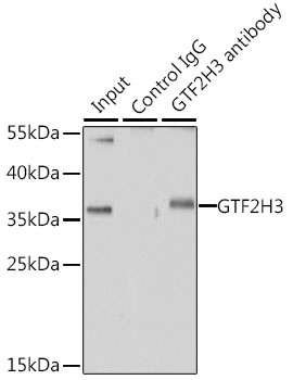 GTF2H3 Antibody