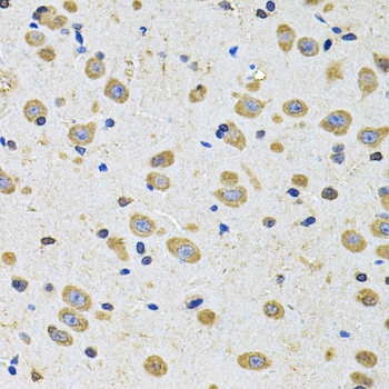 EPHA2 Antibody