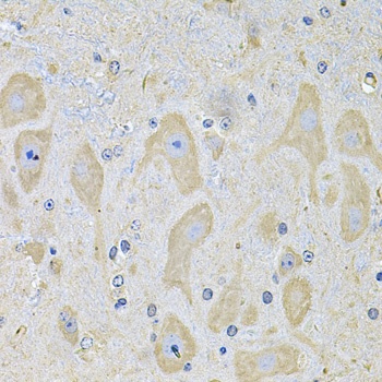 EPHA2 Antibody