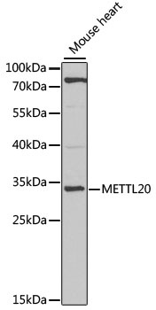 METTL20 Antibody