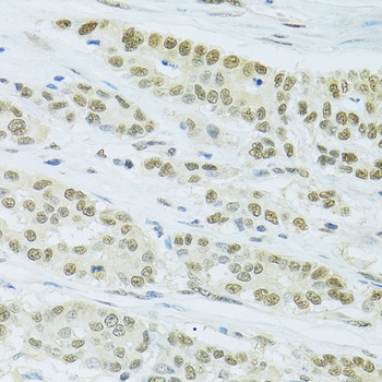 FIP1L1 Antibody