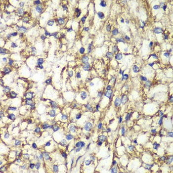 PTGES2 Antibody