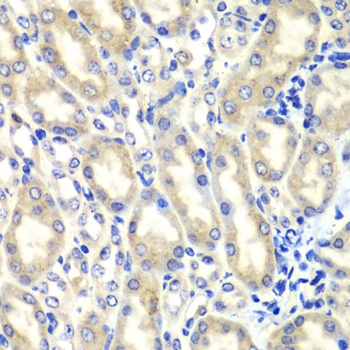 PTGES2 Antibody