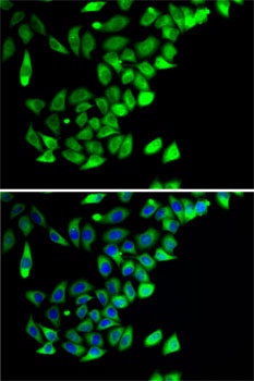 PTGES2 Antibody