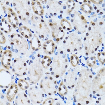 CCAR2 Antibody