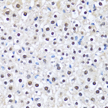 CCAR2 Antibody